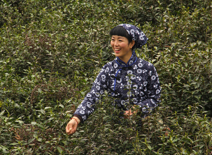 伊人tv直播平台